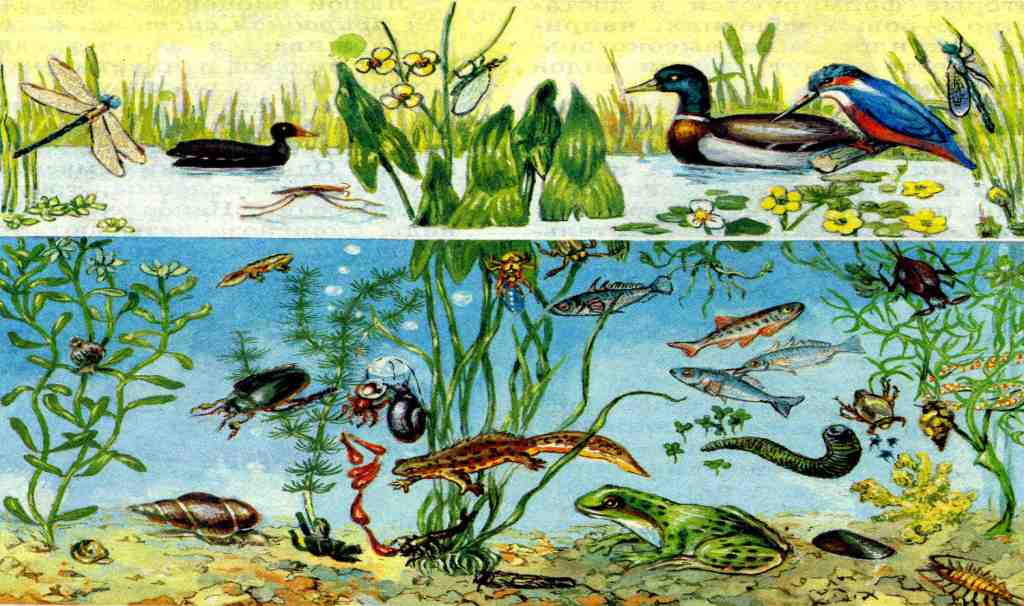 Реферат: Природные экосистемы Земли наземные, пресноводные и морские экосистемы